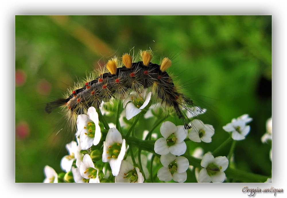 Schlehenspinner