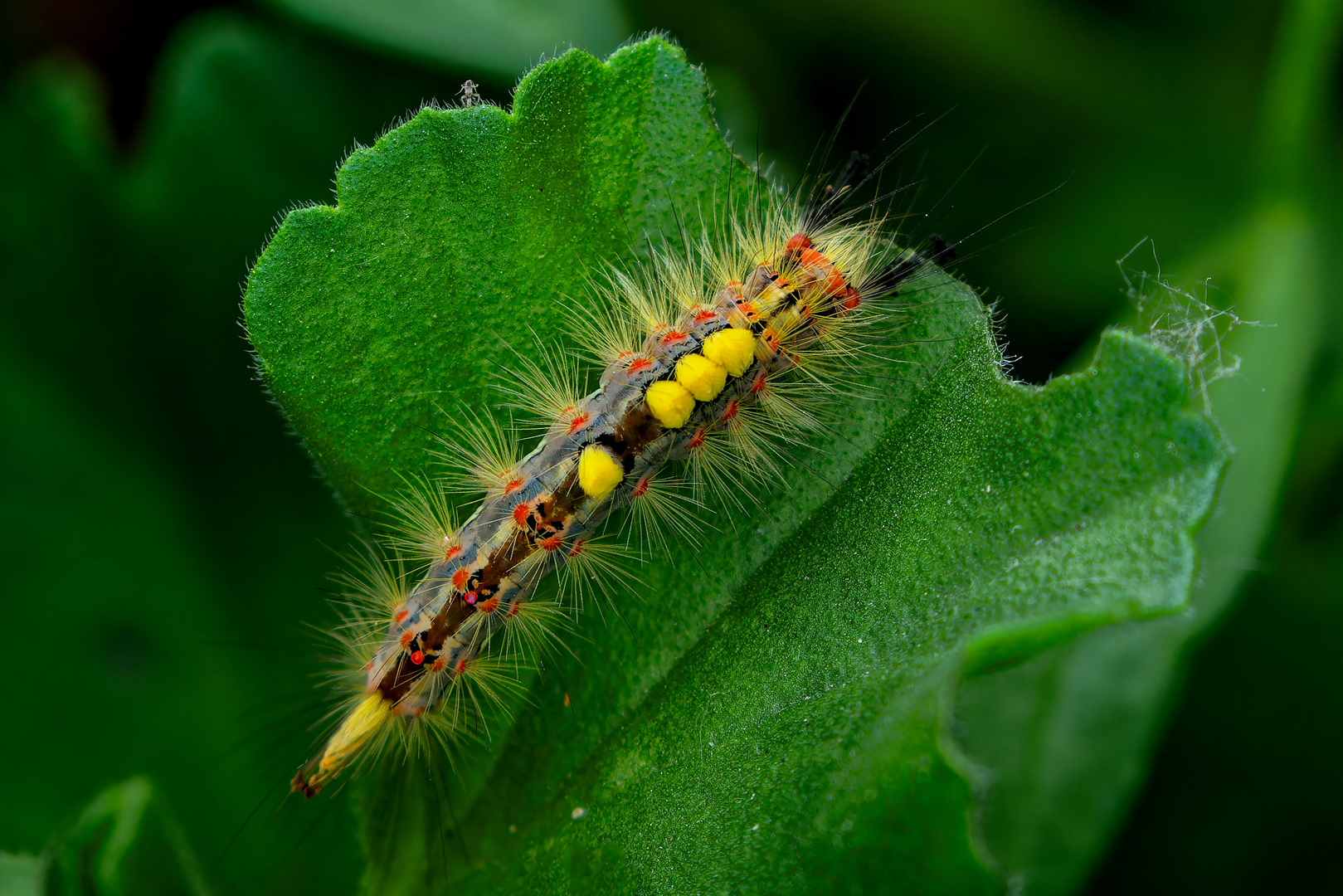 Schlehenspinner-Raupe