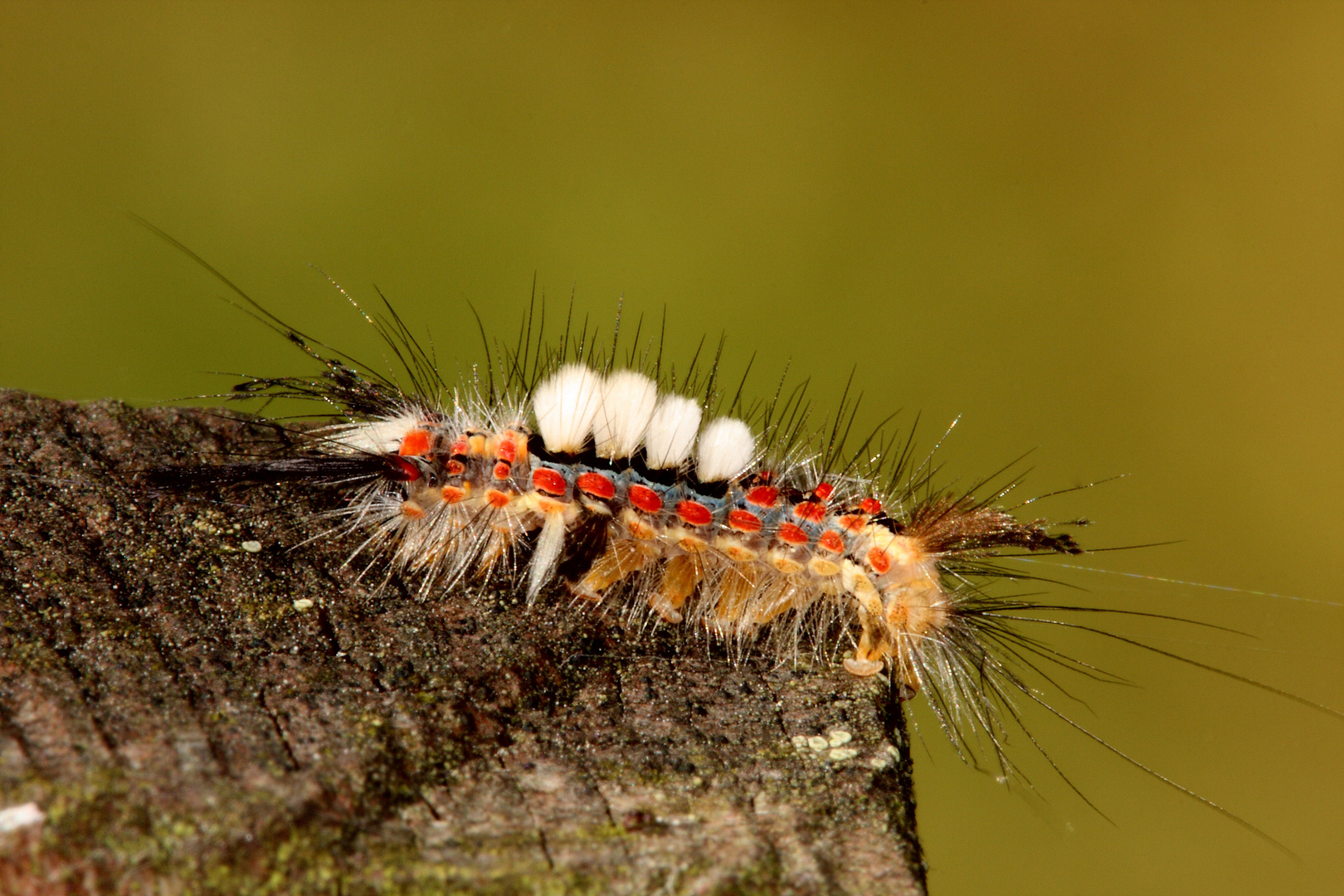 Schlehenspinner Raupe