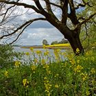 Schlei-Blick