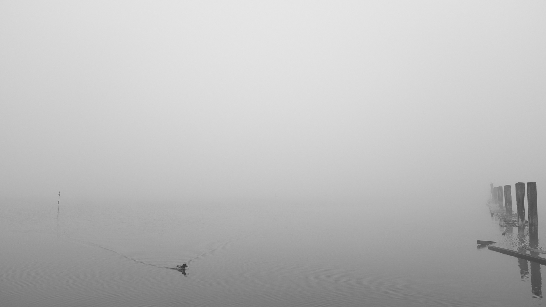 Schlei im Nebel