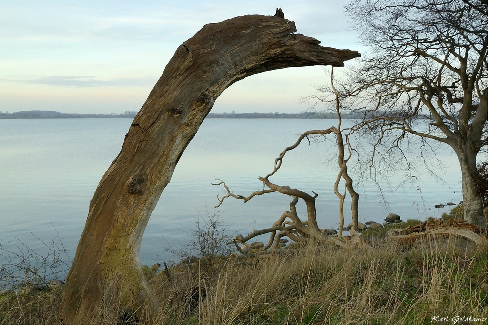 Schlei-Nessie bei Holzhof