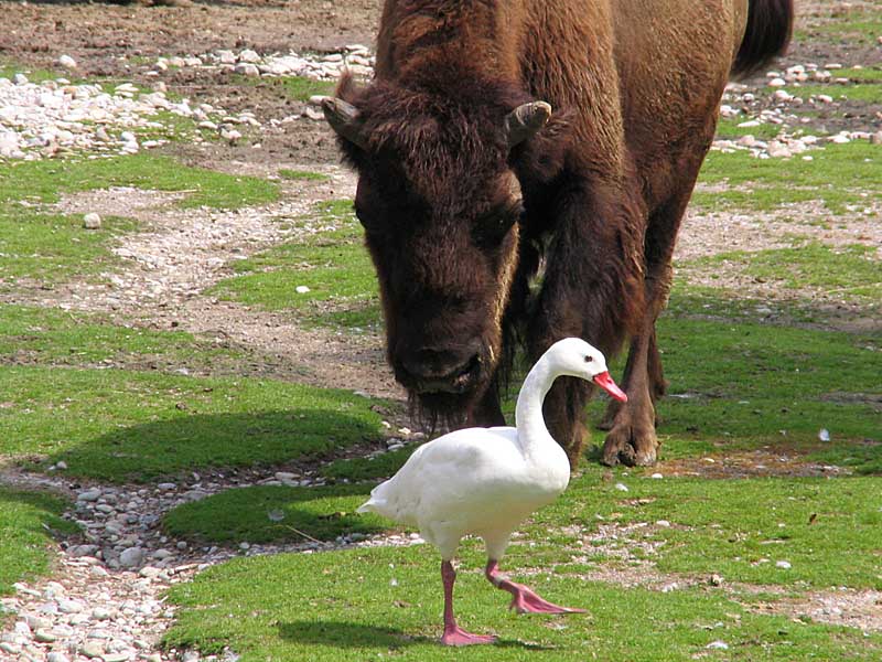 schleich di... du dumme Gans... :-)