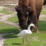 schleich di... du dumme Gans... :-)