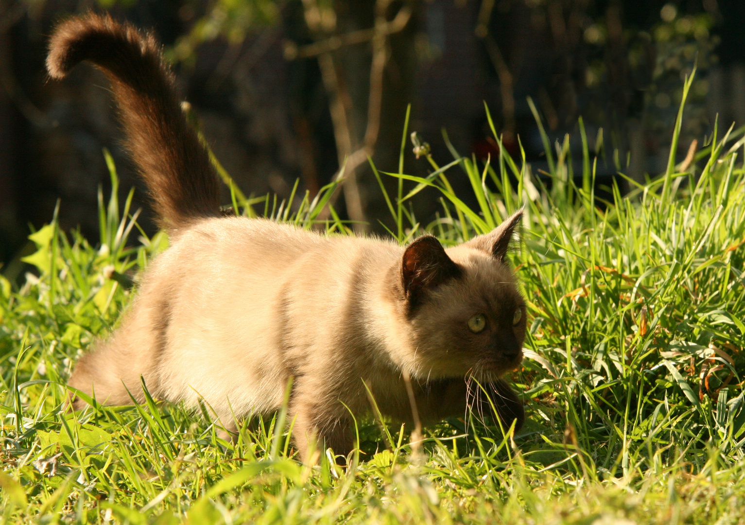 Schleich-Katze