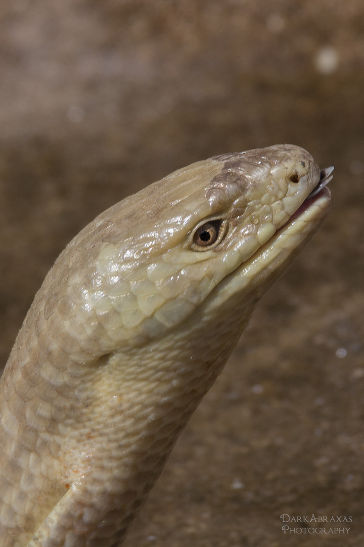 Schleichen-Portrait