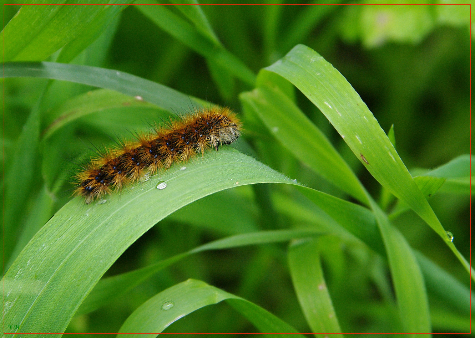 Schleichende entlang der Gras