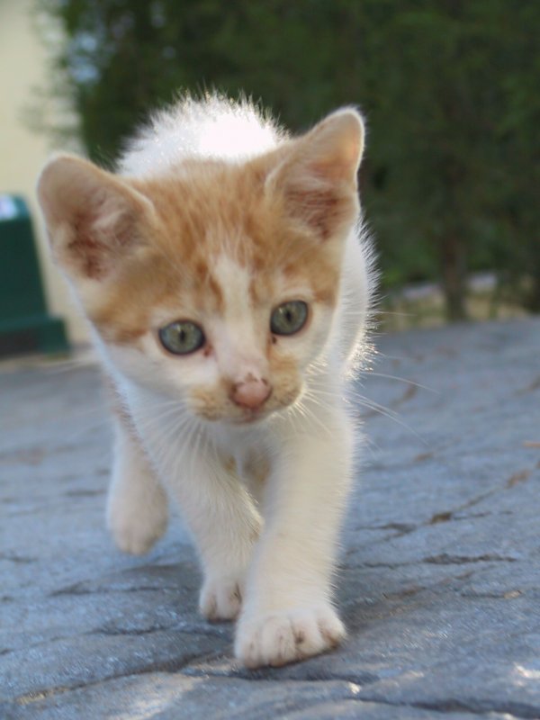 schleichende Katze