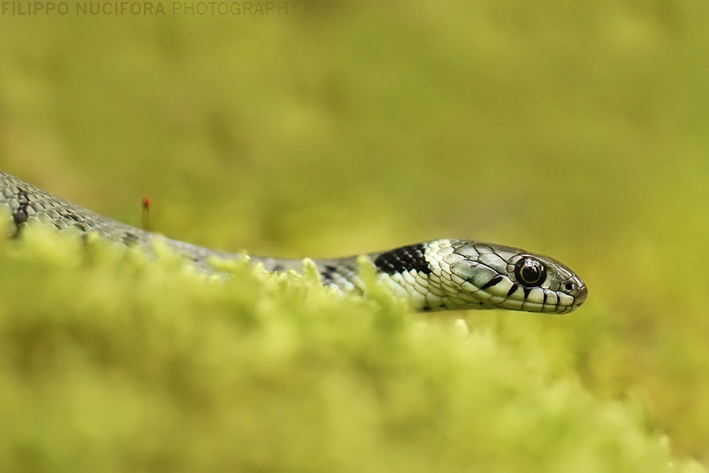 Schleichende Natrix