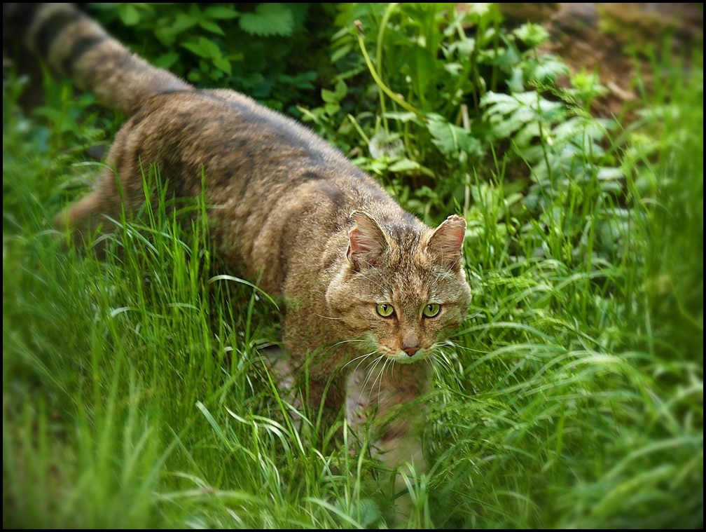 Schleichende Wildkatze!