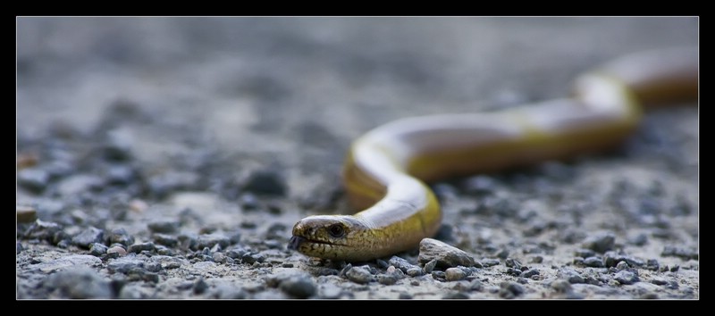 Schleichender Besuch