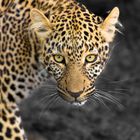 Schleichender Leopard