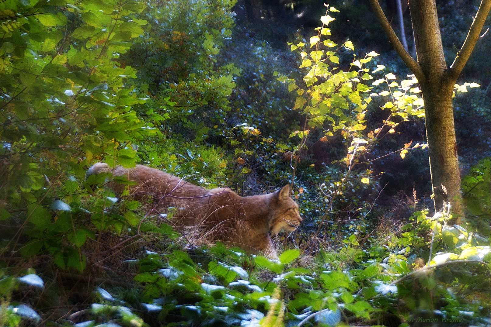 Schleichender Luchs