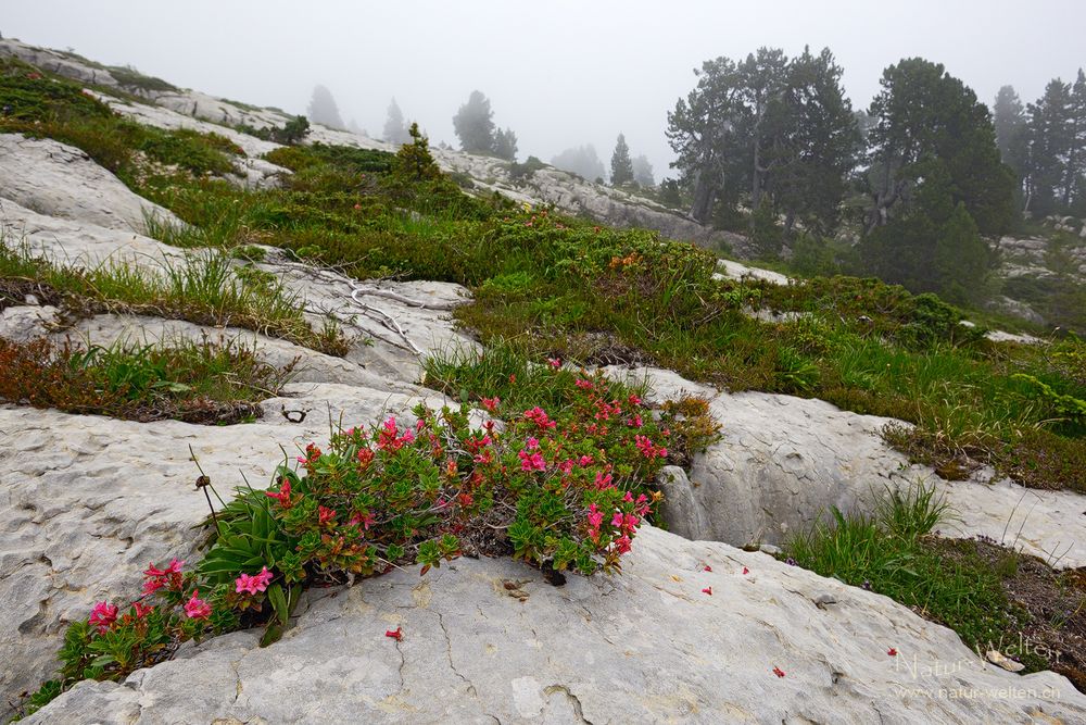 Schleichender Nebel