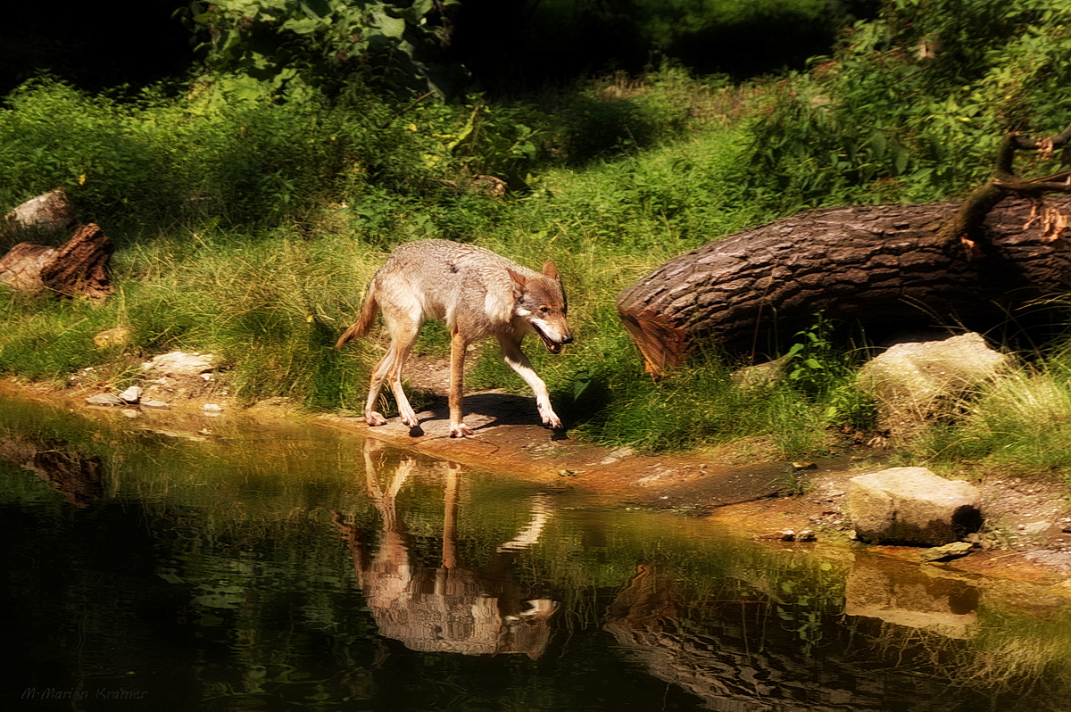 Schleichender Wolf mit Spiegelung