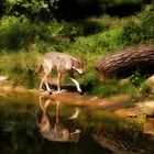 Schleichender Wolf mit Spiegelung