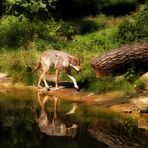 Schleichender Wolf mit Spiegelung