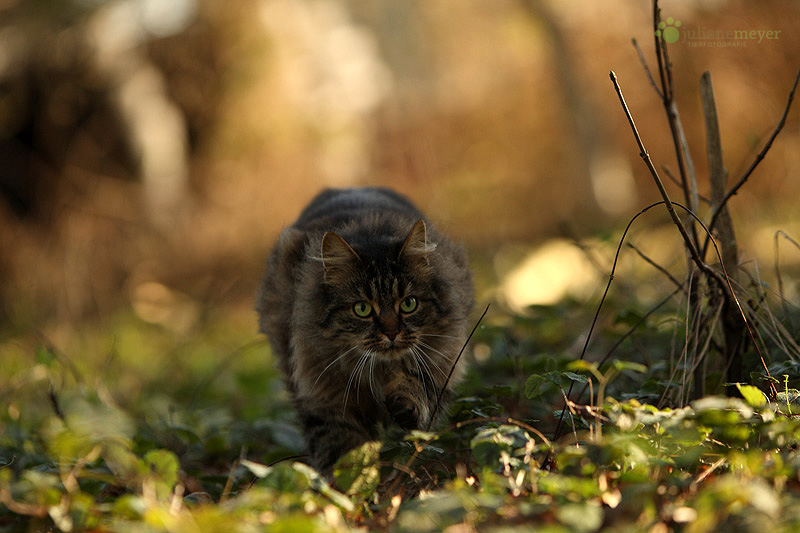 Schleichkatze