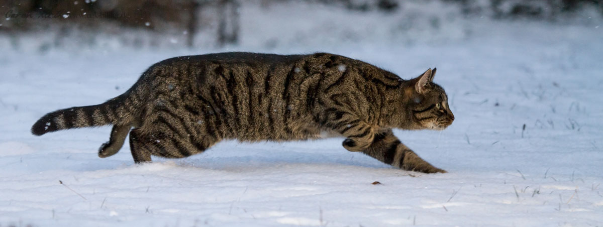 Schleichkatze