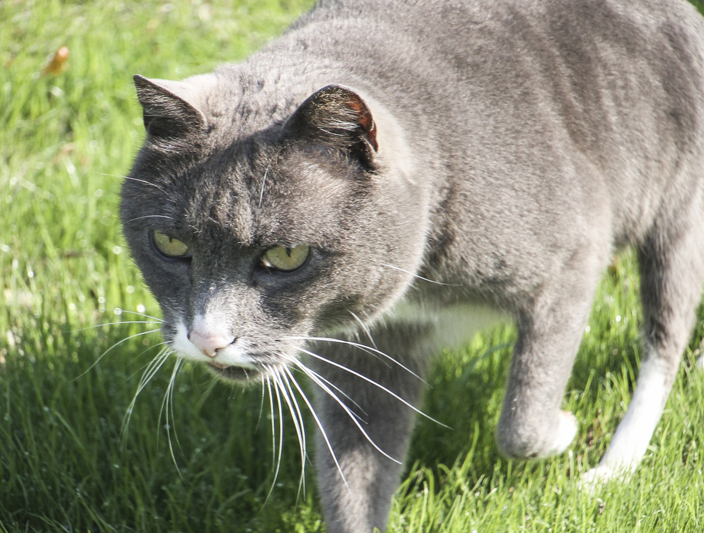 Schleichkatze