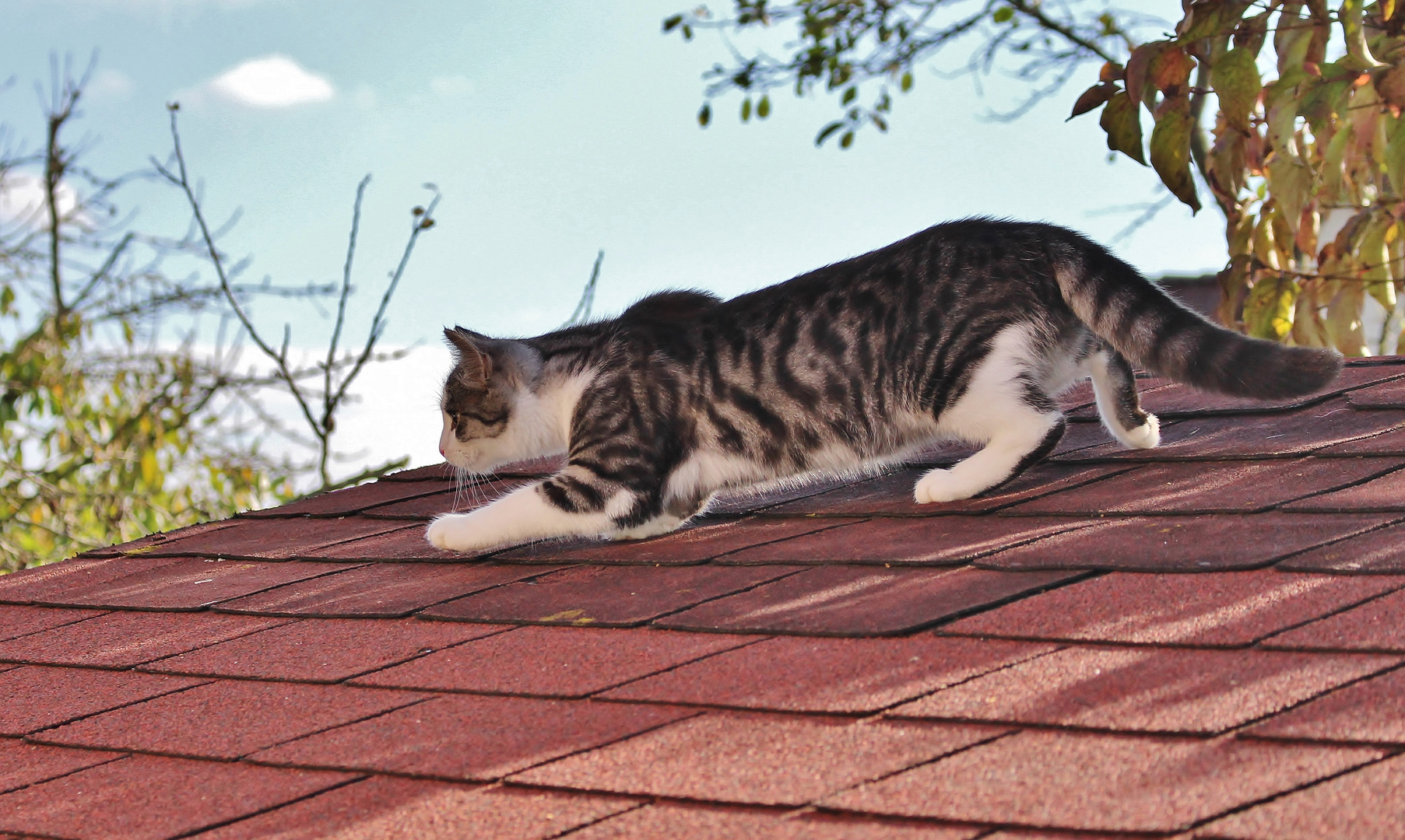 Schleichkatze