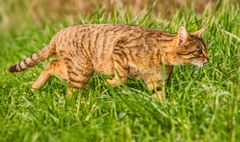 Schleichkatze oder so