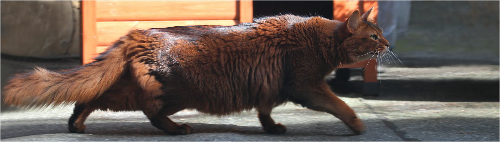 Schleichkatze Samburu ..