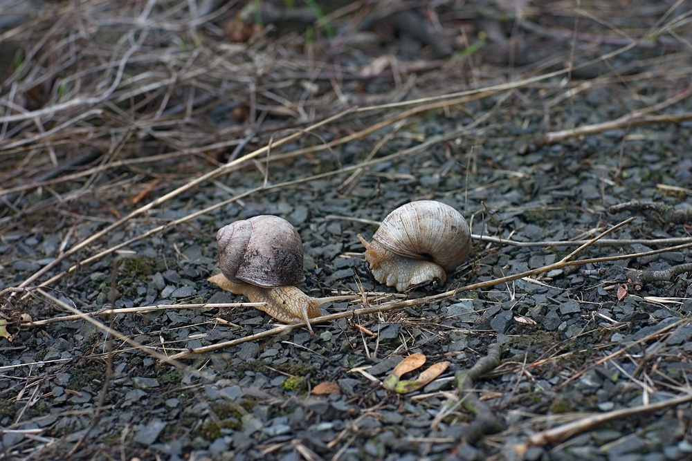 Schleichkreuzung am Bahndamm