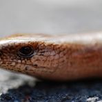 Schleicht ne Blindschleiche durch meinen Garten