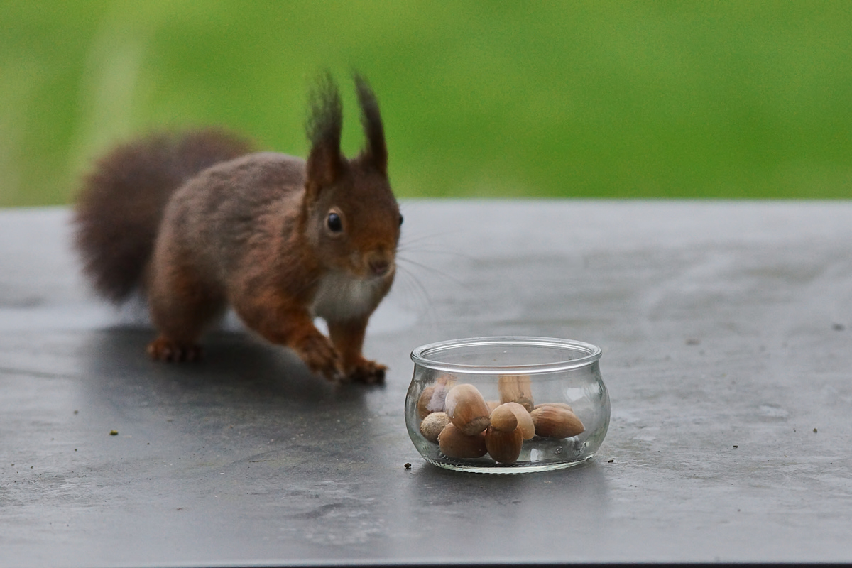 Schleicht sich an.