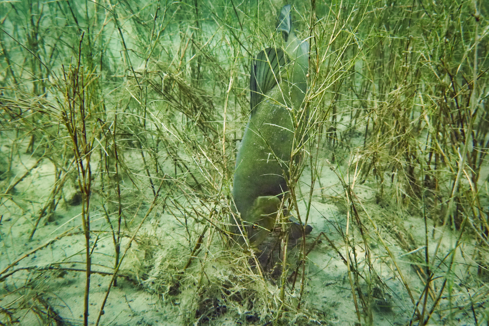 Schleie auf Futtersuche