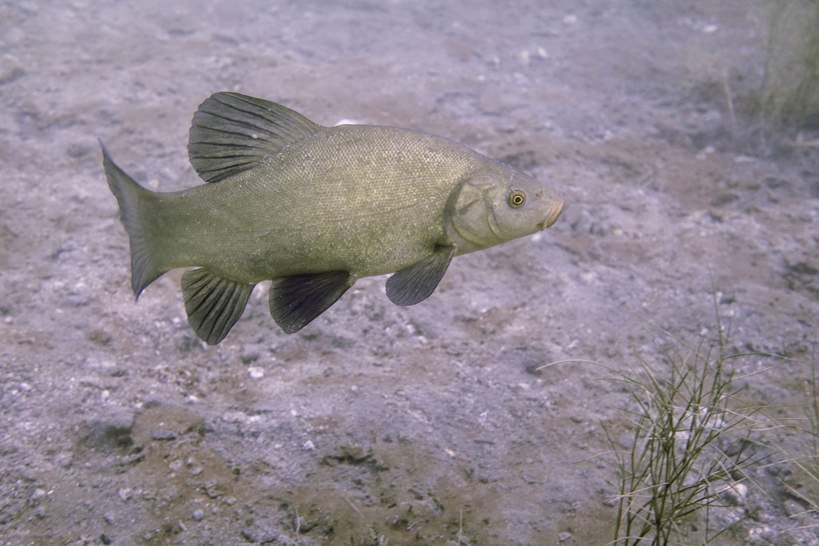 Schleie im Freiwasser