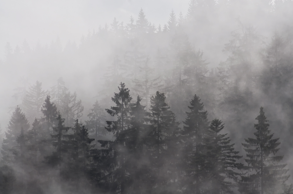 Schleier im Schwarzwald