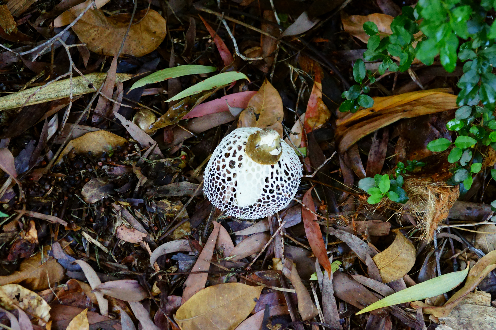 Schleierdame - Phallus indusiatus (Palm Cove , AUS)