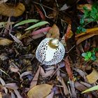 Schleierdame - Phallus indusiatus (Palm Cove , AUS)