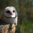 Schleiereule 1 / Barn Owl 1