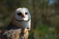 Schleiereule 1 / Barn Owl 1