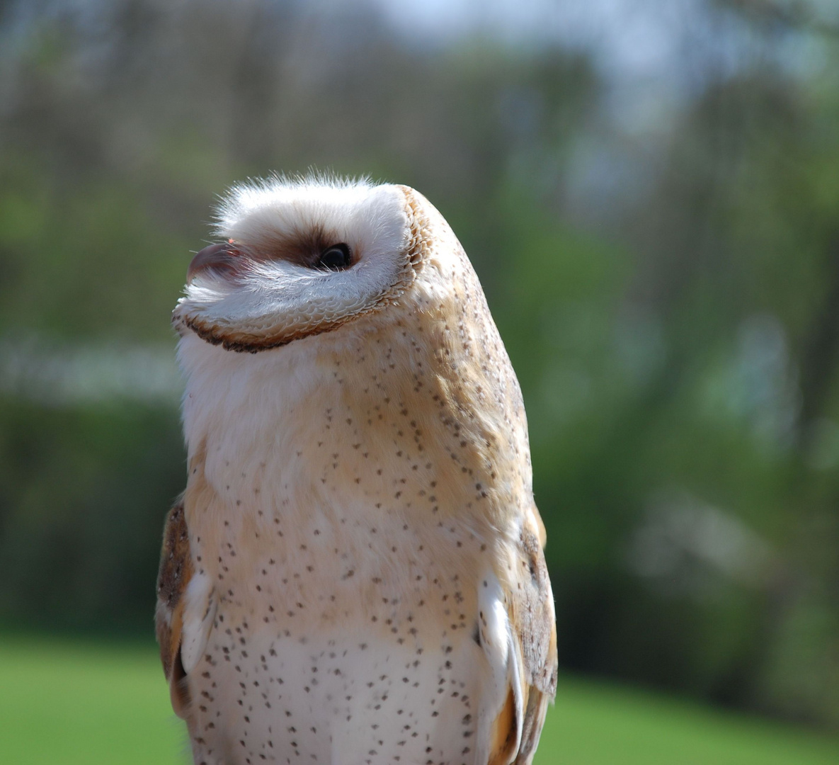 Schleiereule 2 / Barn Owl 2