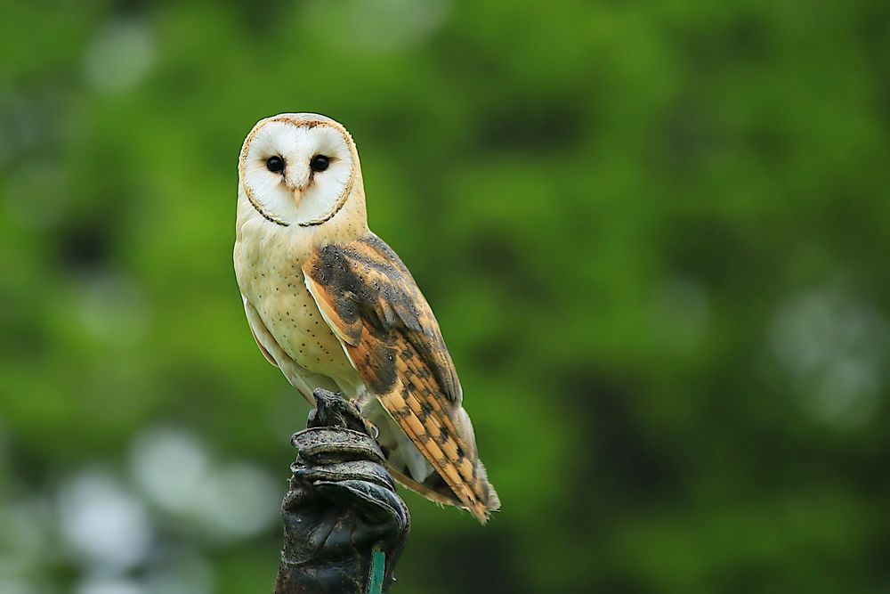 Schleiereule Foto & Bild | tiere, zoo, wildpark ...