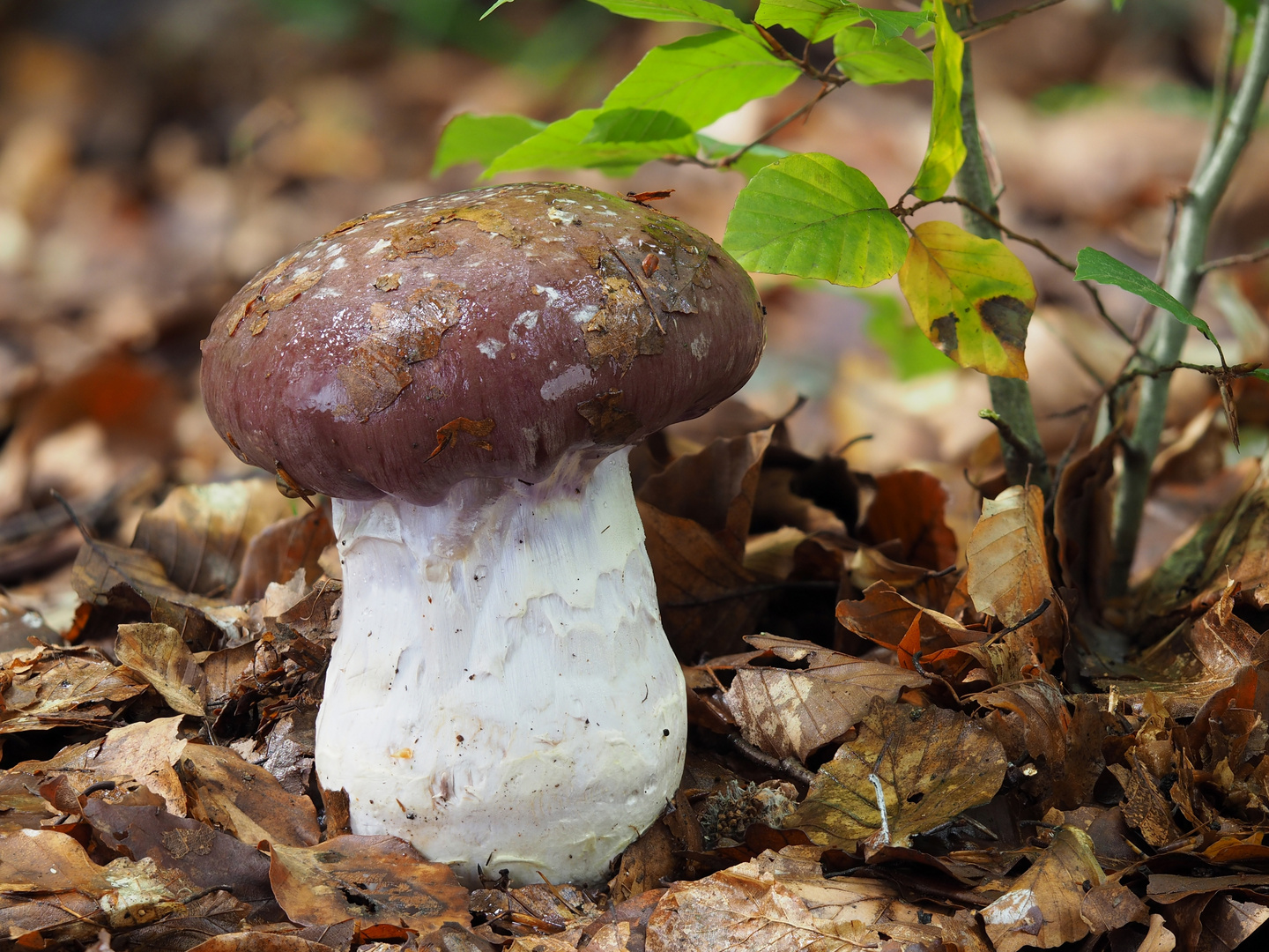 Schleiereule - Cortinarius praestans