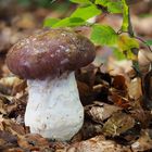 Schleiereule - Cortinarius praestans