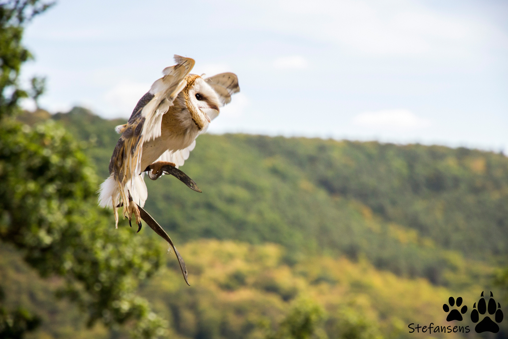 Schleiereule im Anflug