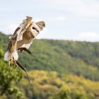 Schleiereule im Anflug