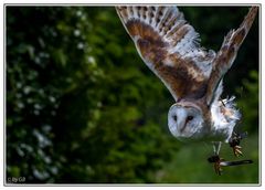 Schleiereule im Anflug