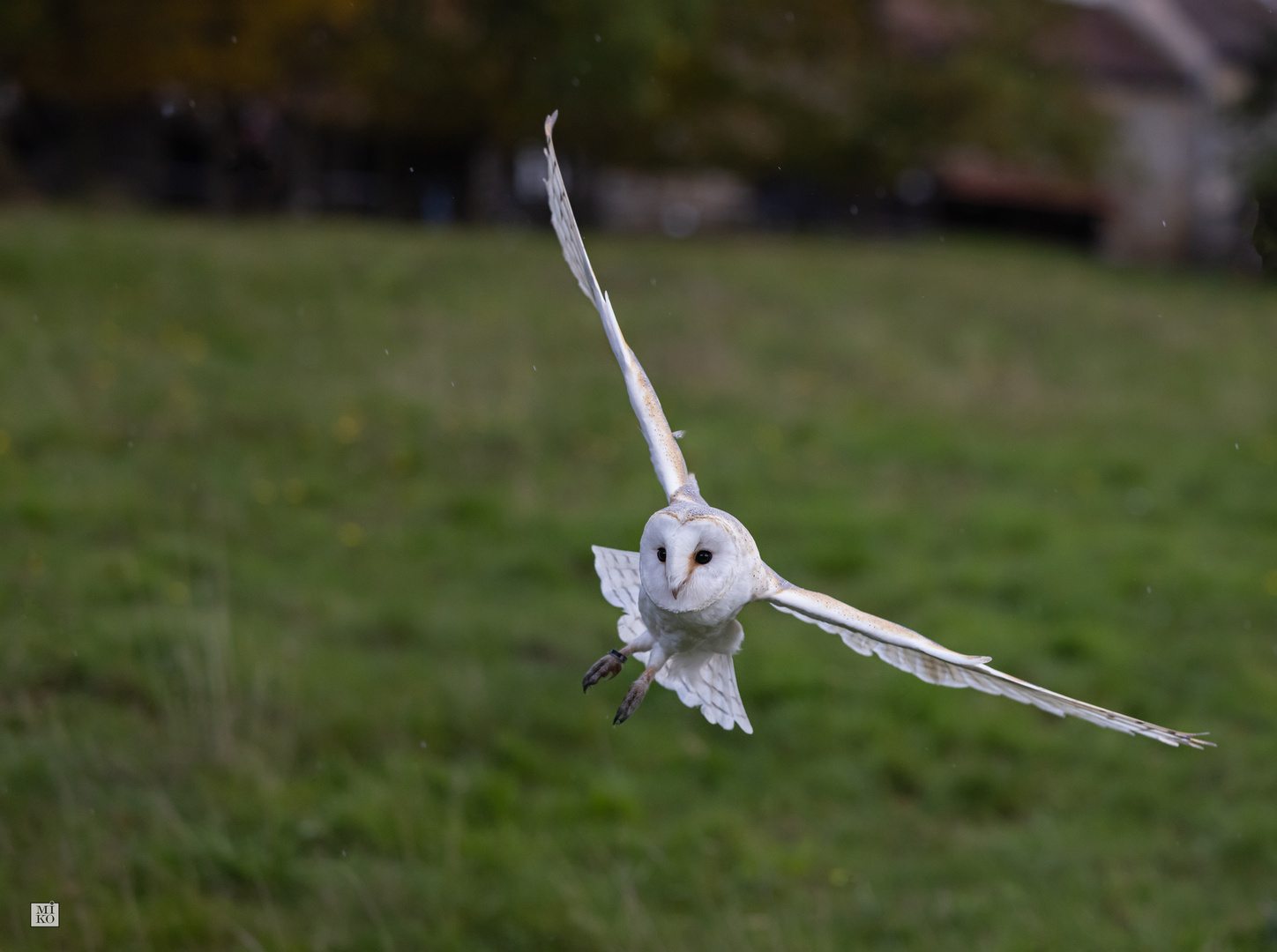 Schleiereule im Anflug