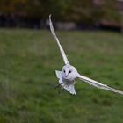 Schleiereule im Anflug