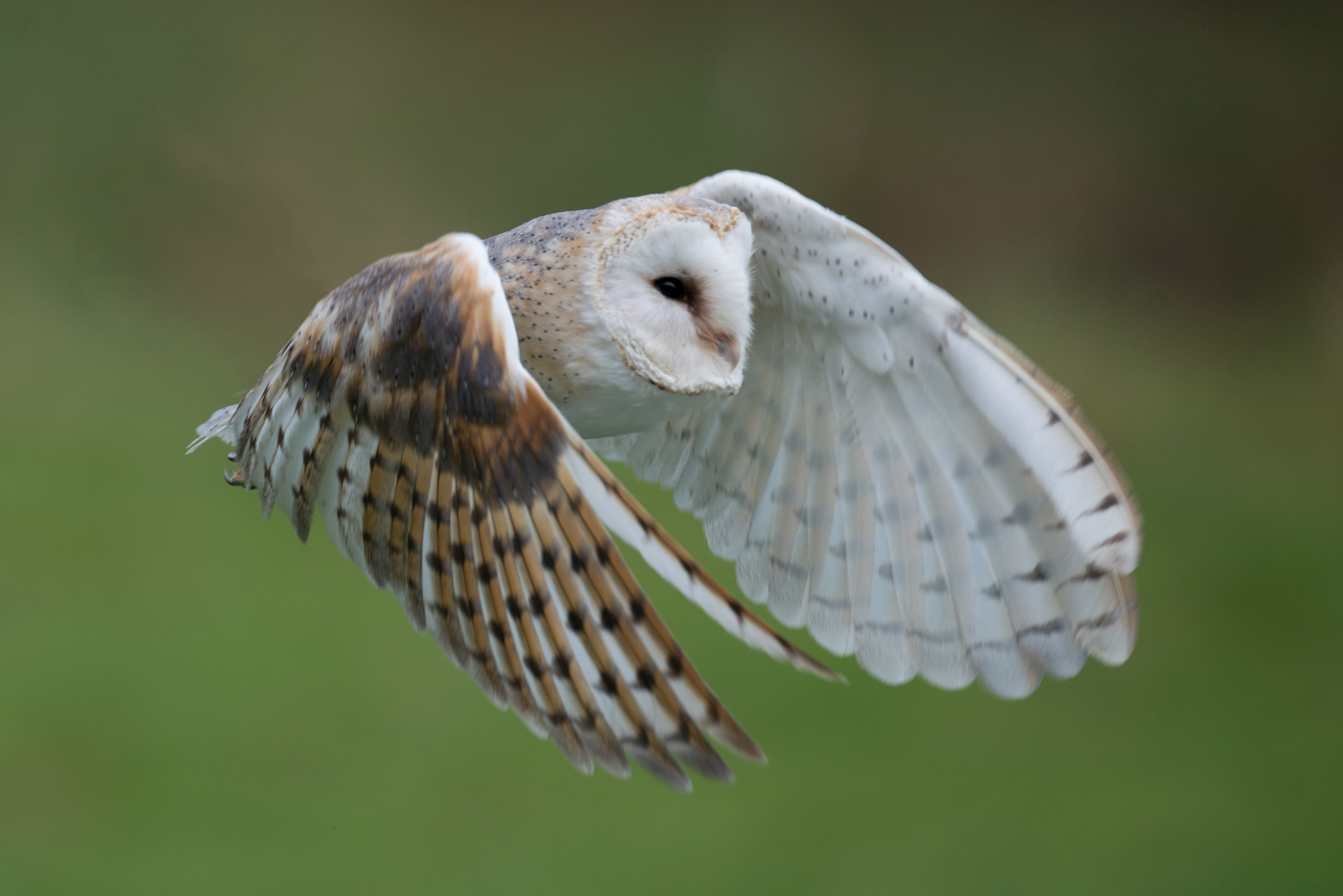 Schleiereule im Flug