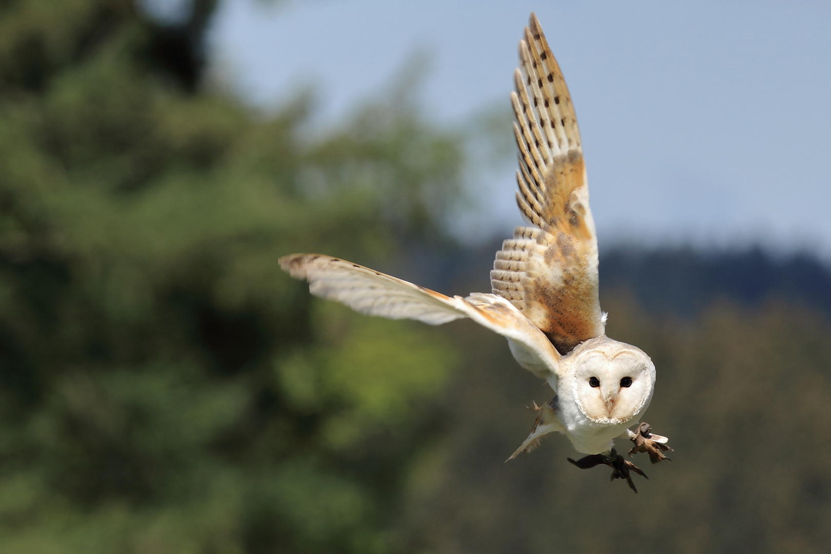 Schleiereule im Flug