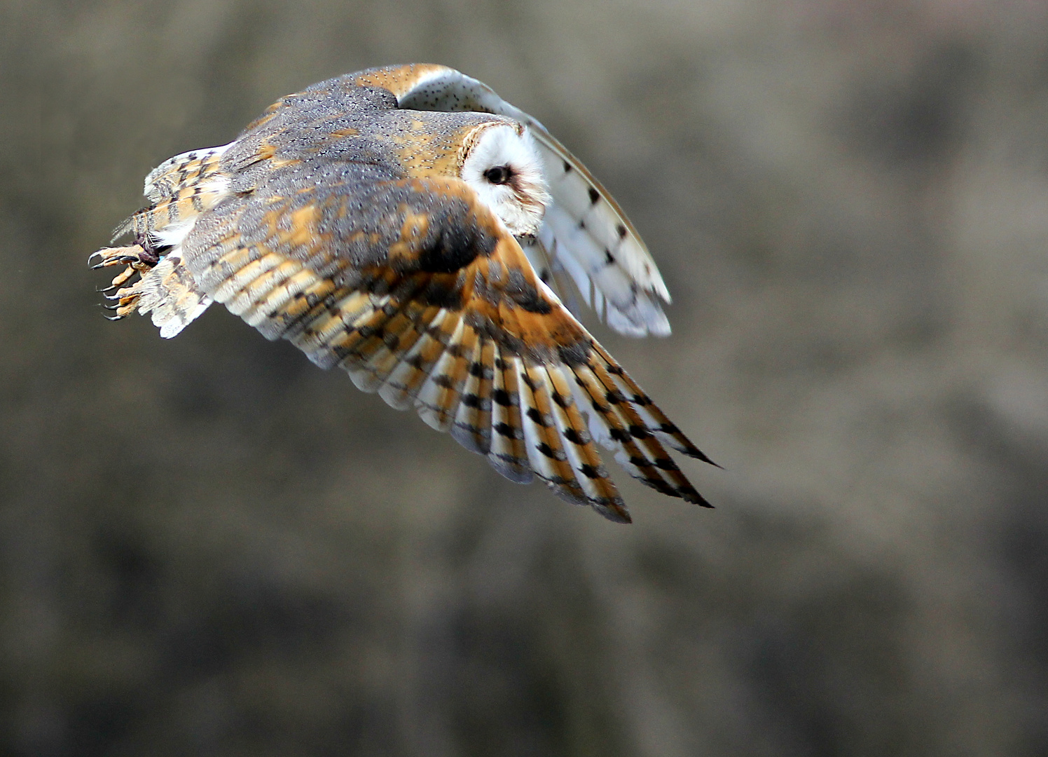 Schleiereule im Flug