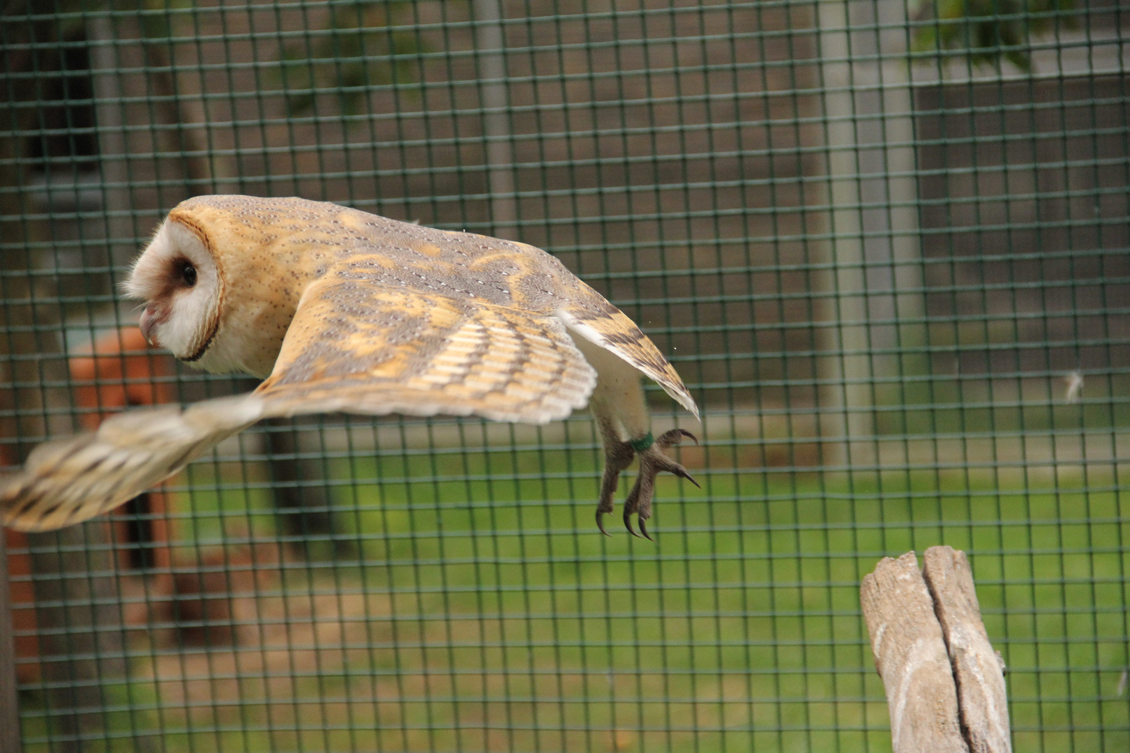 Schleiereule im Flug